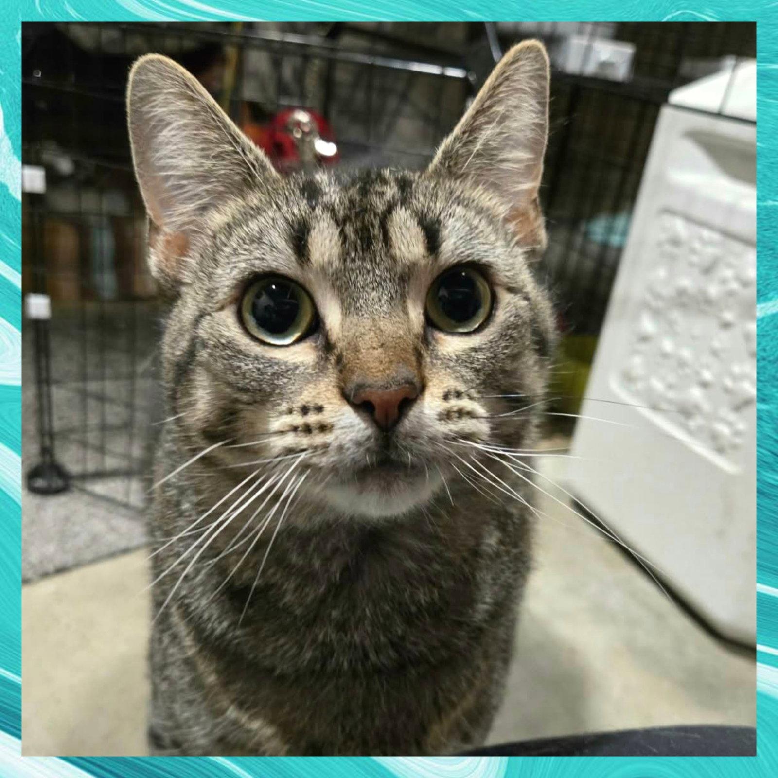 Claire, Adoptable, Adult Female Domestic Short Hair.