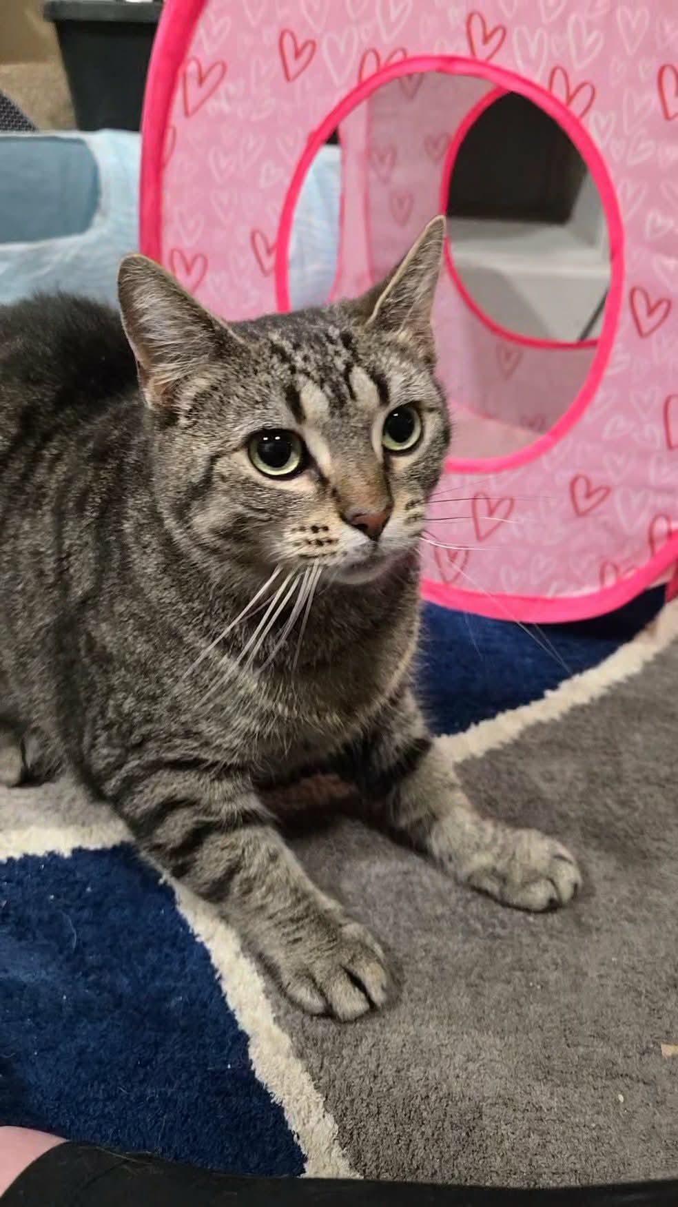 Enlarge Claire, a Adoptable Domestic Short Hair in Akron, OH image 2/3