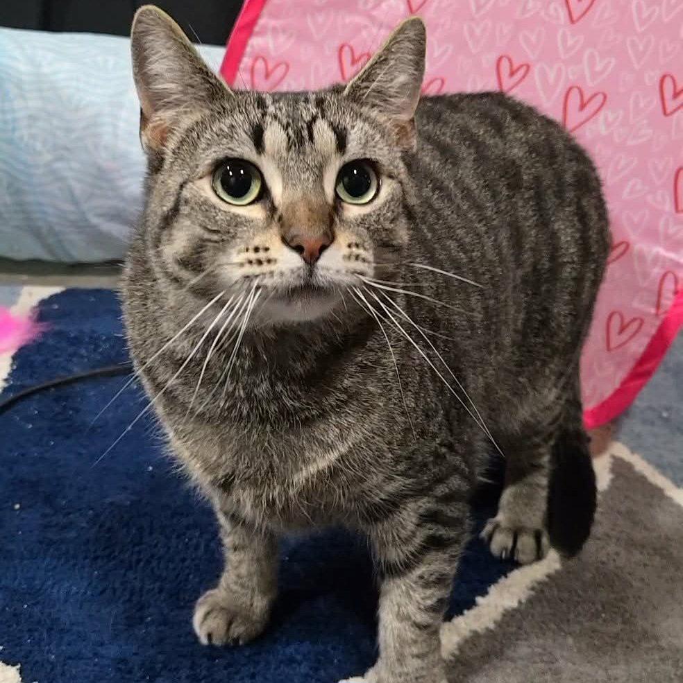 Enlarge Claire, a Adoptable Domestic Short Hair in Akron, OH image 3/3