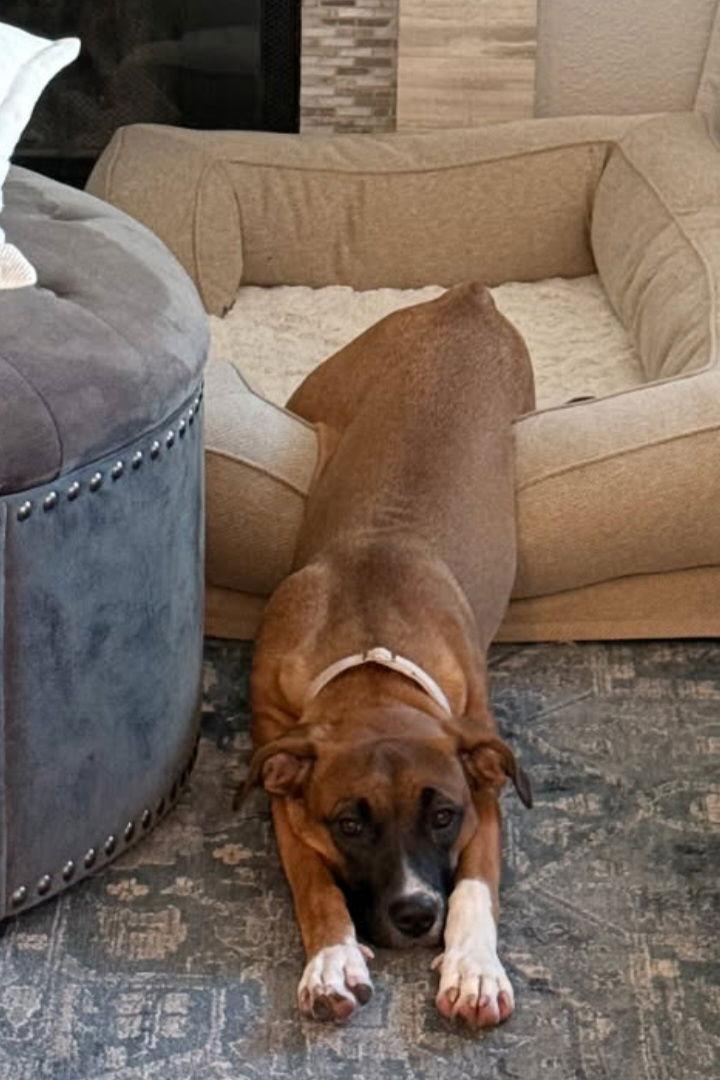 Enlarge Molly Mae, a Adoptable Boxer in Mentone, CA image 1/1