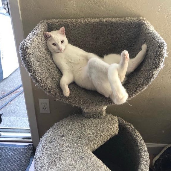 Enlarge Creature, a ADOPTABLE Domestic Short Hair in Silverton, OR image 3/4