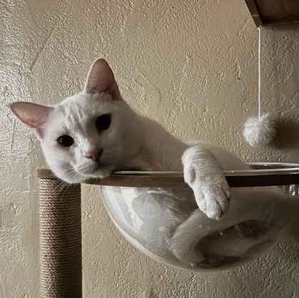 Creature, ADOPTABLE, Adult Male Domestic Short Hair.