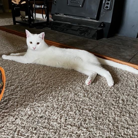 Enlarge Creature, a ADOPTABLE Domestic Short Hair in Silverton, OR image 2/4