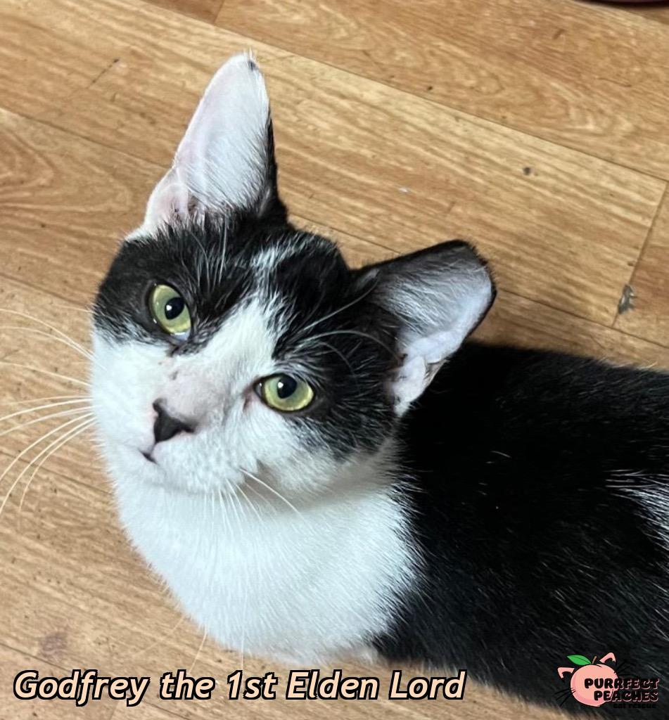 Godfrey the 1st Elden Lord, Adoptable, Young Male American Bobtail.