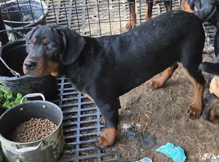 Enlarge KLYDE, a ADOPTABLE Rottweiler in Woodsfield, OH image 2/2