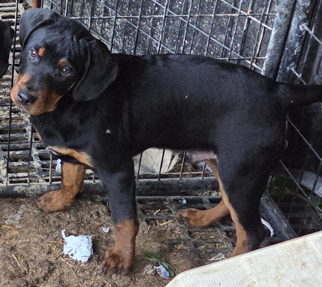 KLYDE, ADOPTABLE, Puppy Male Rottweiler.