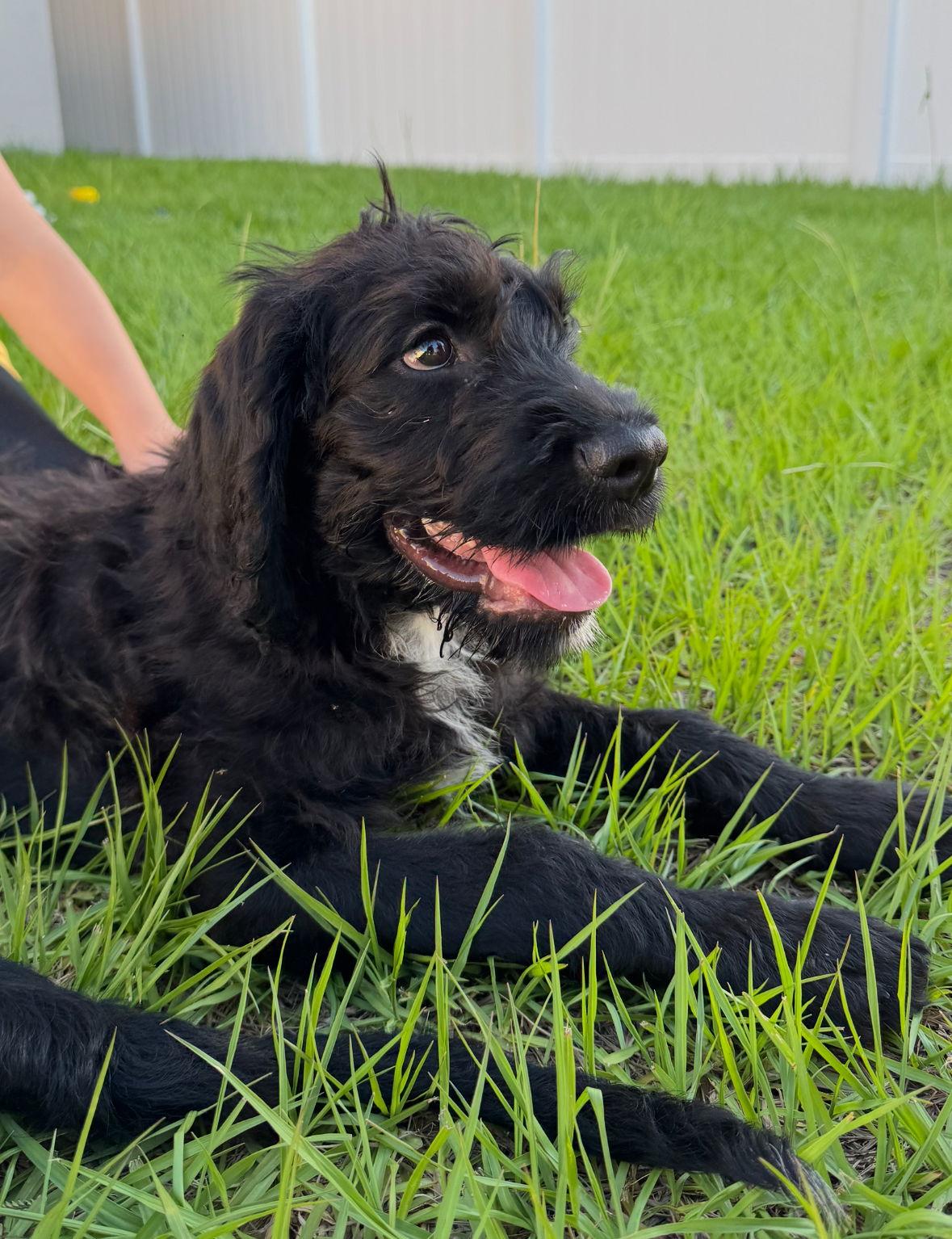 Ali, Adopted, Puppy Male Boxer & Standard Poodle.