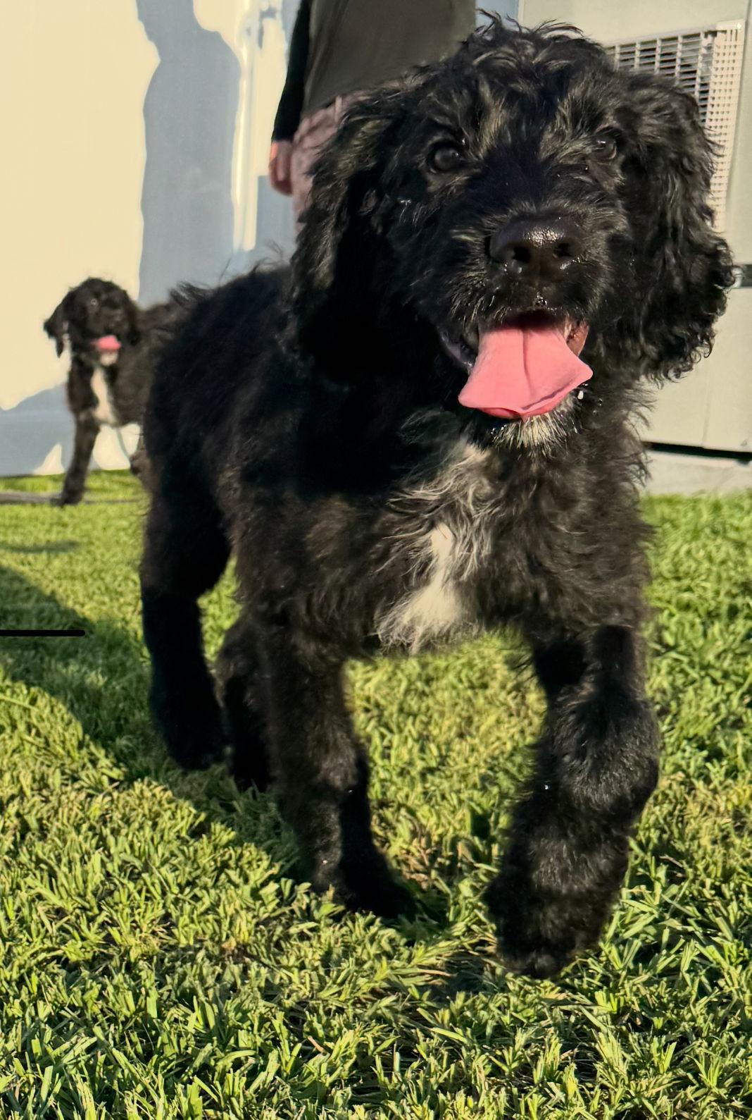 Enlarge Ali, a Adopted mixed breed in Valrico, FL image 2/3