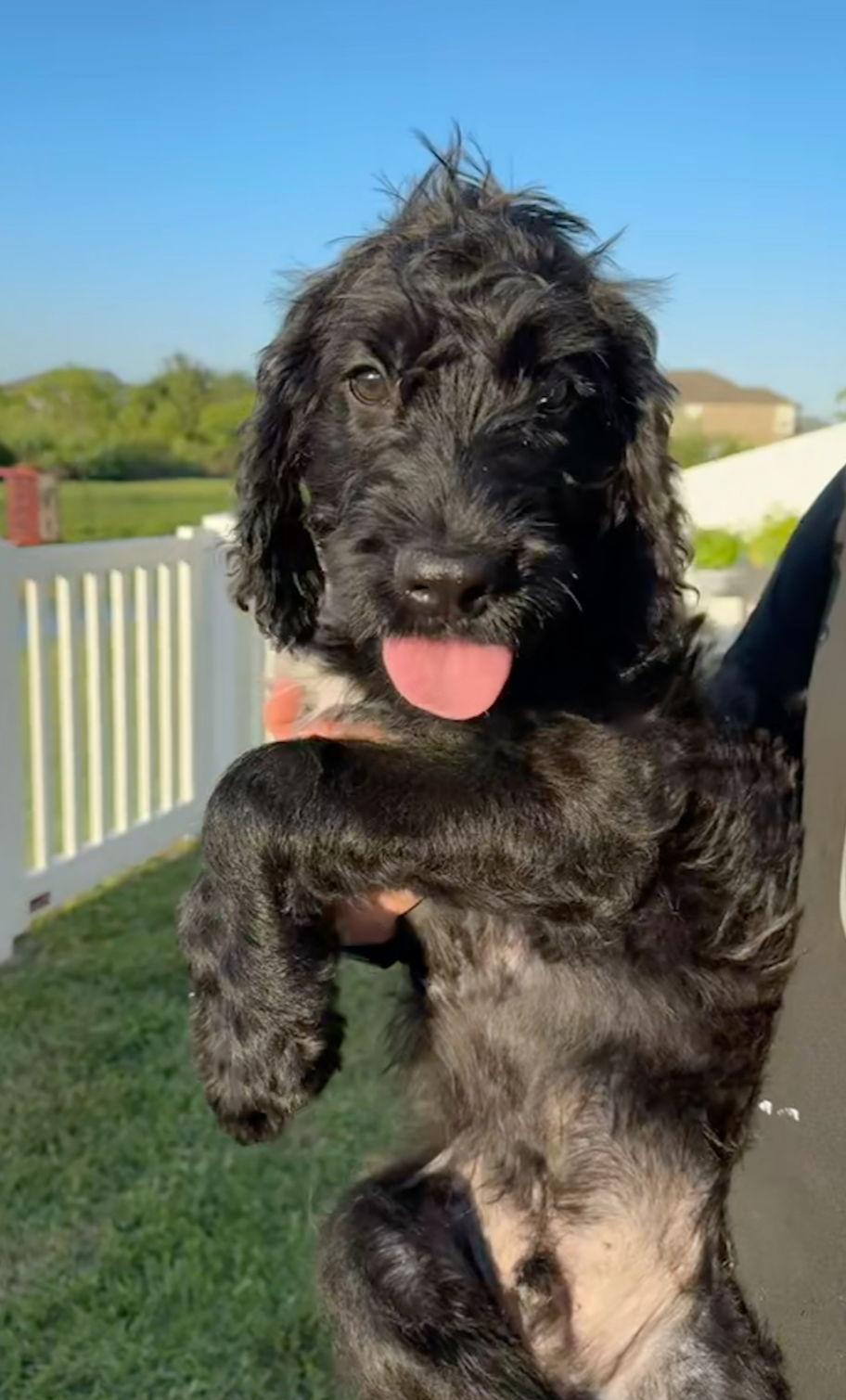 Enlarge Ali, a Adopted mixed breed in Valrico, FL image 3/3