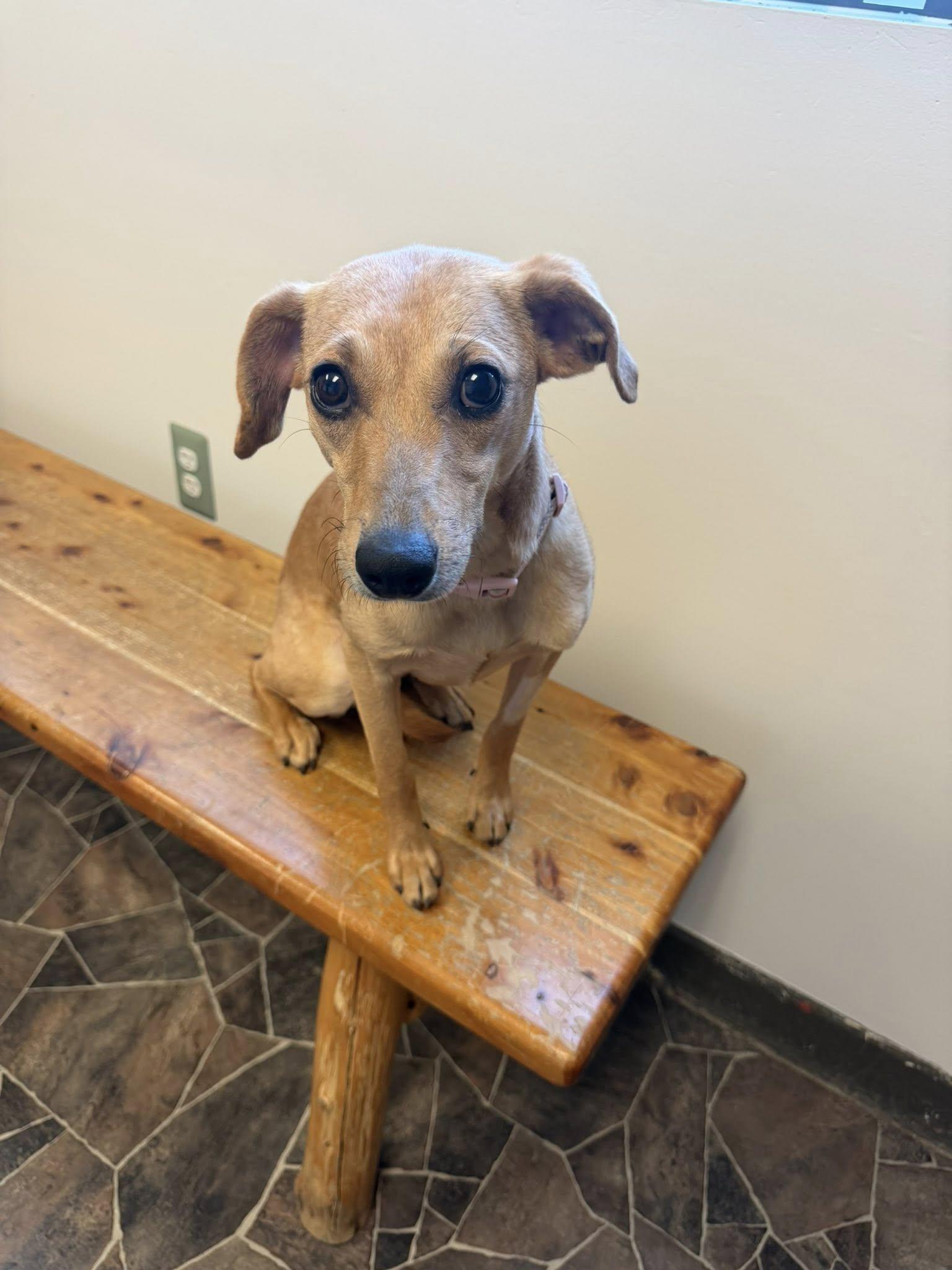 Enlarge Granite, a ADOPTABLE mixed breed in Sterling Heights, MI image 3/6