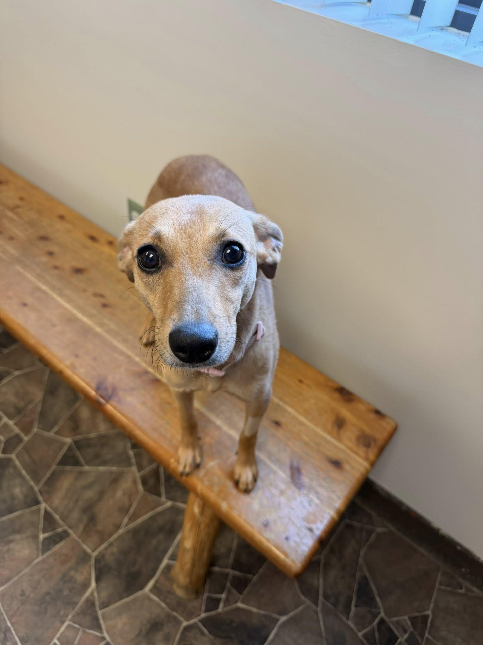 Enlarge Granite, a ADOPTABLE mixed breed in Sterling Heights, MI image 4/6