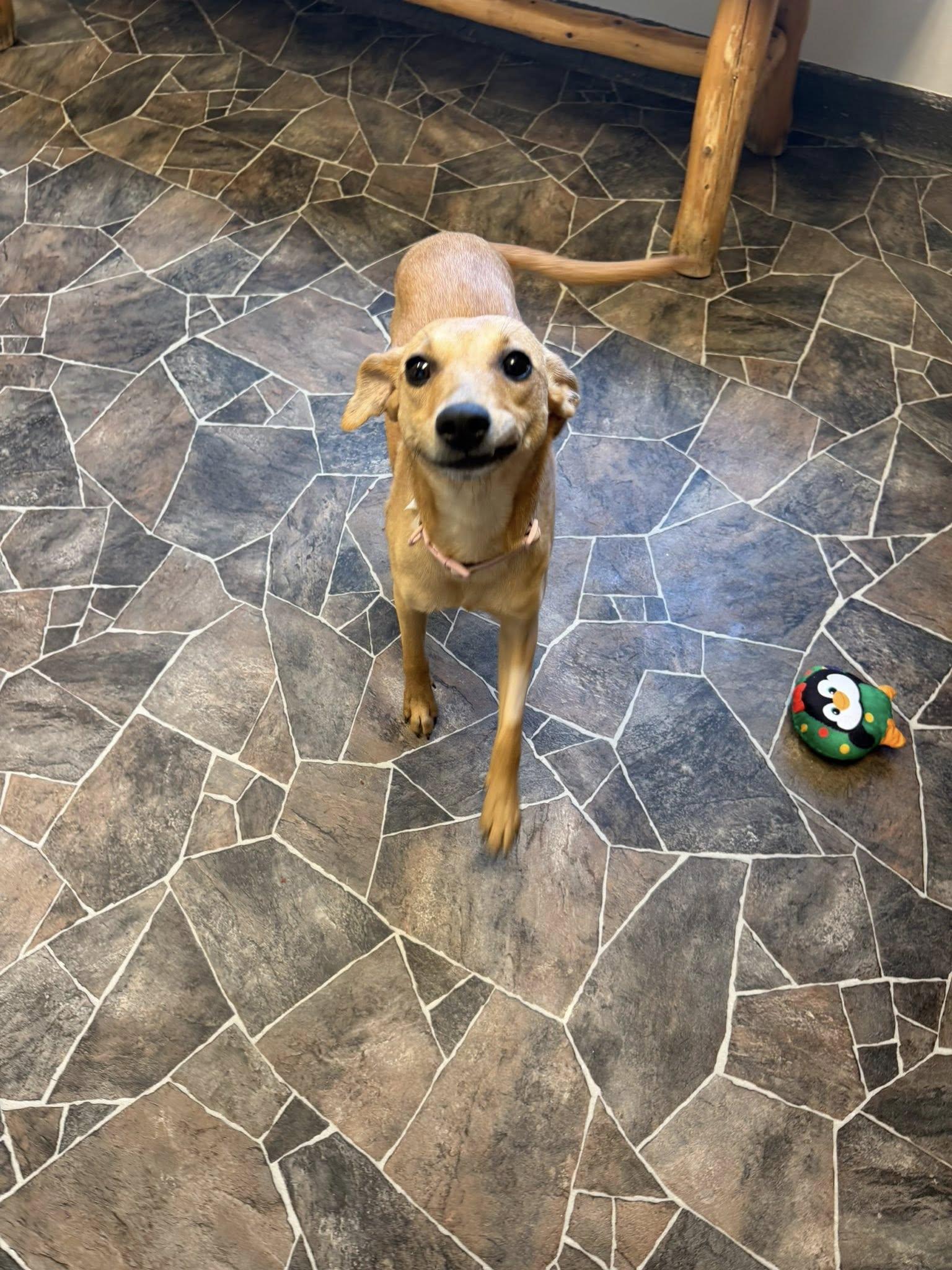 Enlarge Granite, a ADOPTABLE mixed breed in Sterling Heights, MI image 6/6