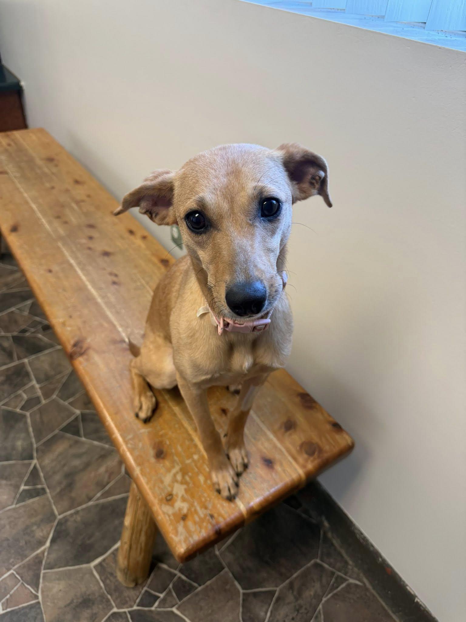 Enlarge Granite, a ADOPTABLE mixed breed in Sterling Heights, MI image 2/6