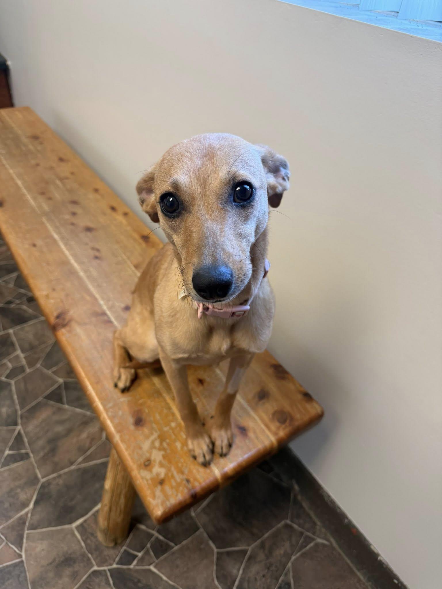 Granite, ADOPTABLE, Young Female Terrier.