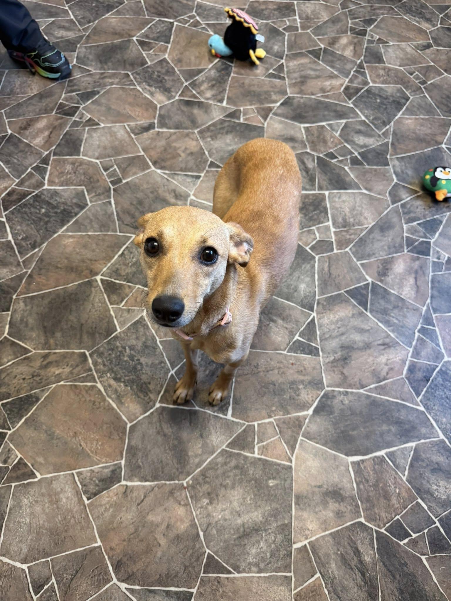 Enlarge Granite, a ADOPTABLE mixed breed in Sterling Heights, MI image 5/6