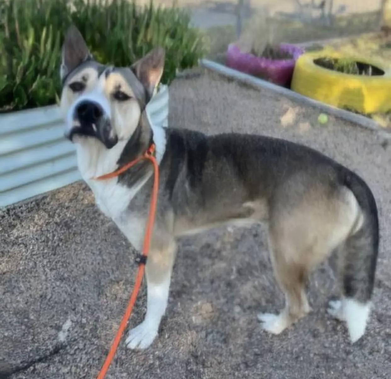Bootsie, a Adoptable mixed breed in Bethel, VT image 4/4