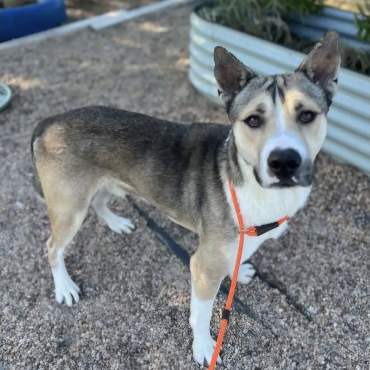 Bootsie, a Adoptable mixed breed in Bethel, VT image 3/4