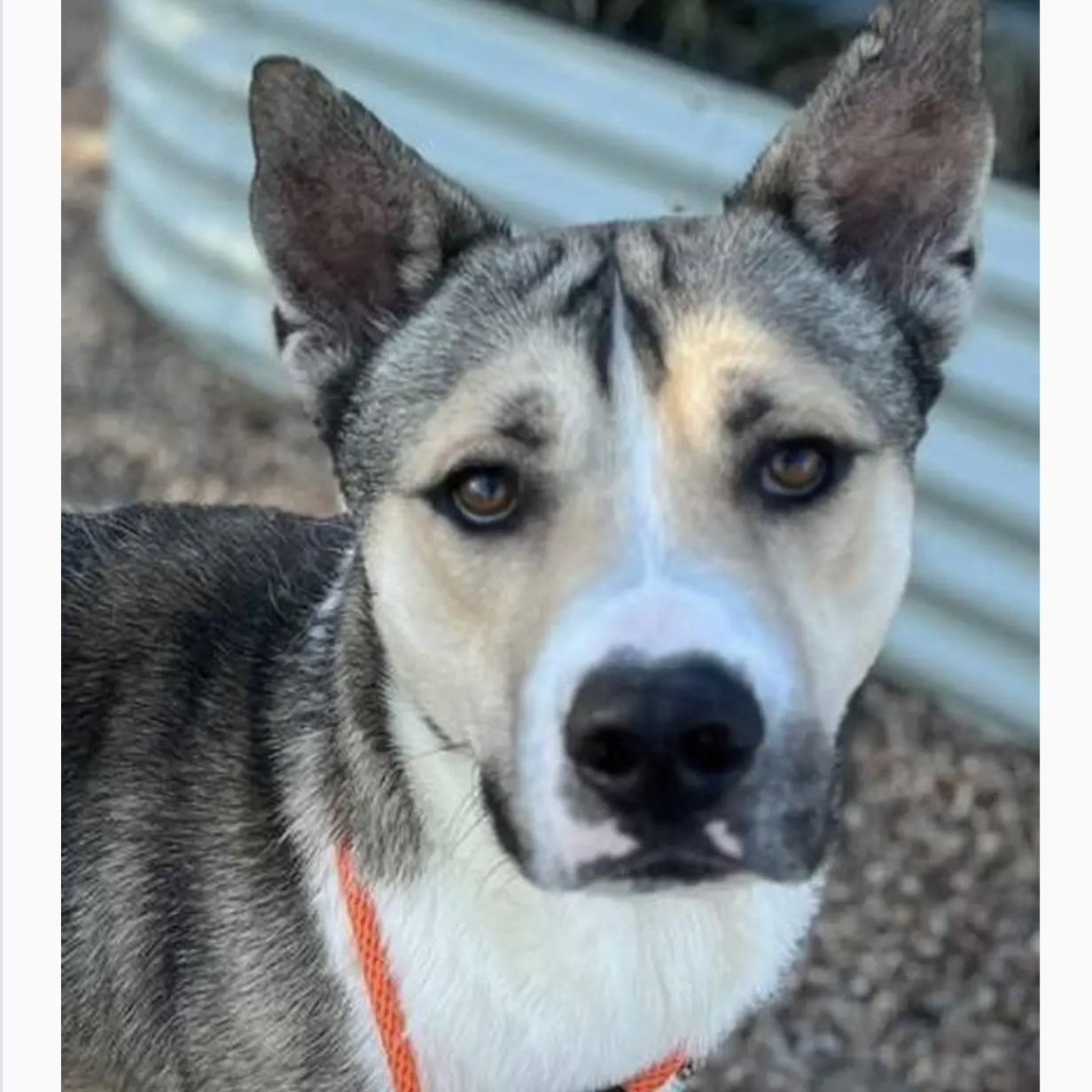 Bootsie, a Adoptable mixed breed in Bethel, VT image 2/4