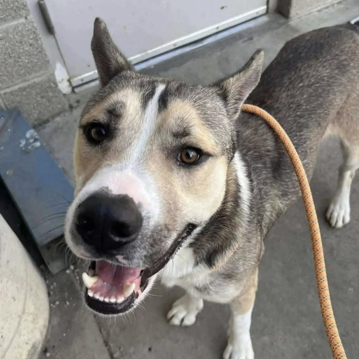 Bootsie, Adoptable, Young Male Shepherd.
