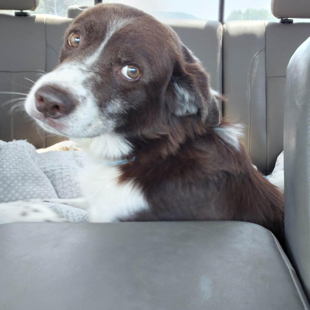 Chance, a Adoptable Australian Shepherd in Huntsville, AL image 1/3