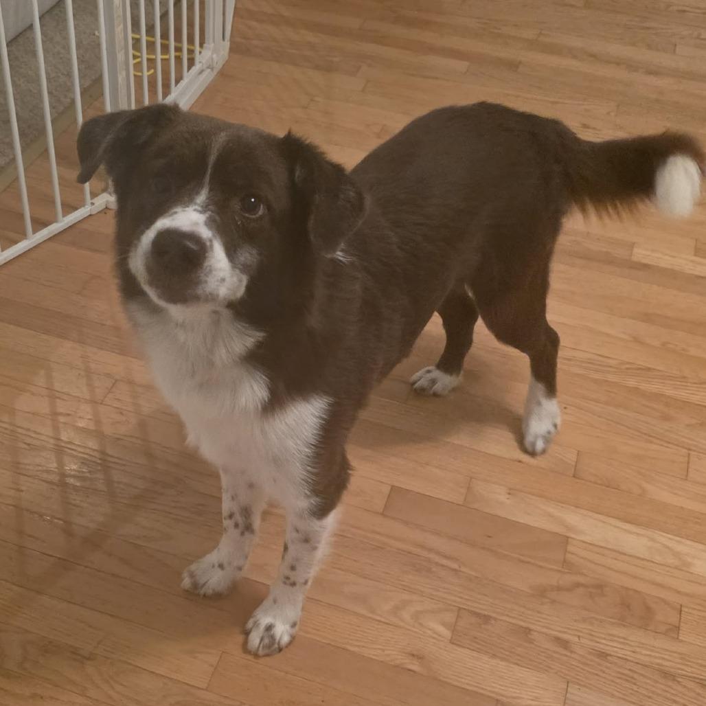 Chance, a Adoptable Australian Shepherd in Huntsville, AL image 2/3