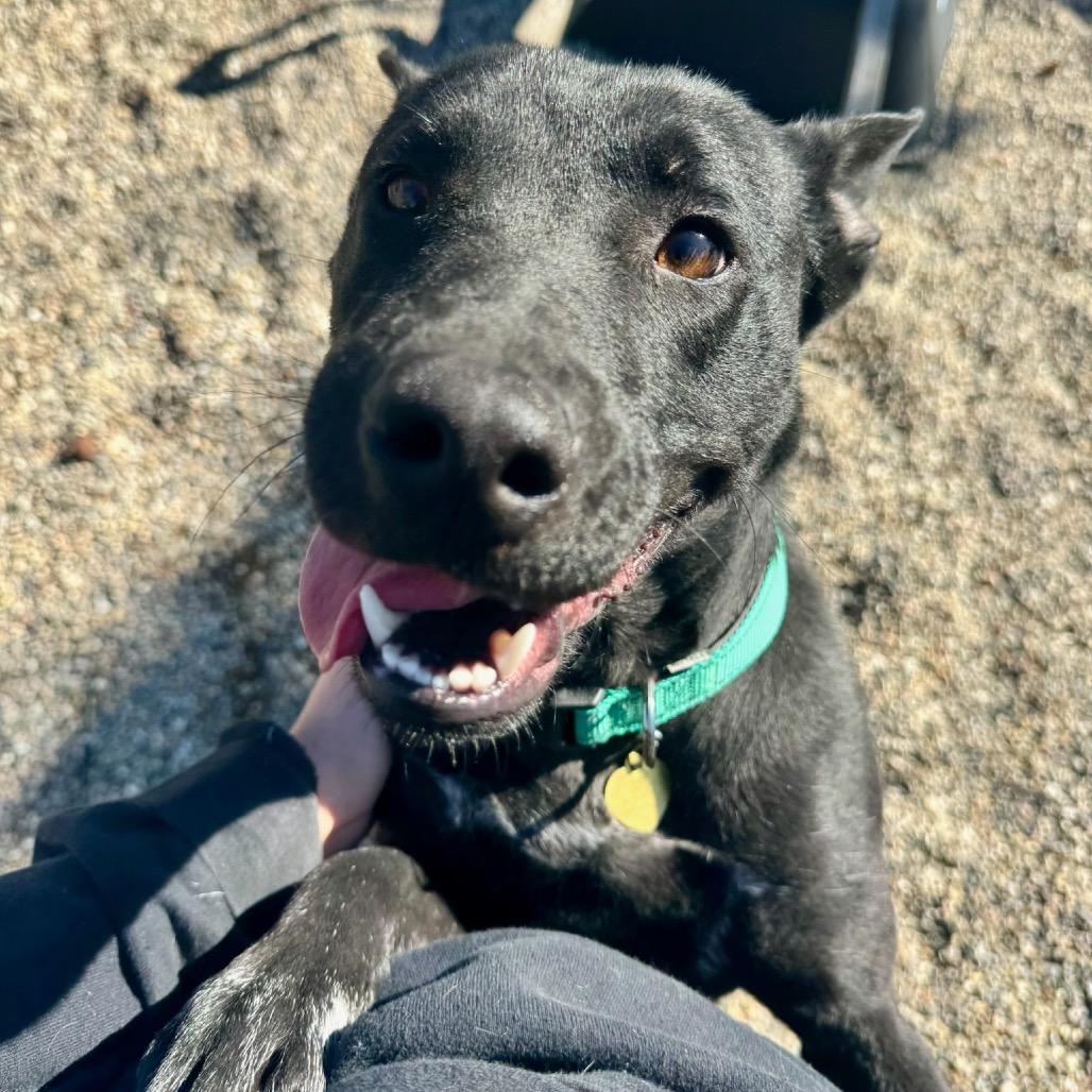 Heiress, Adoptable, Adult Female Shepherd & Australian Kelpie.
