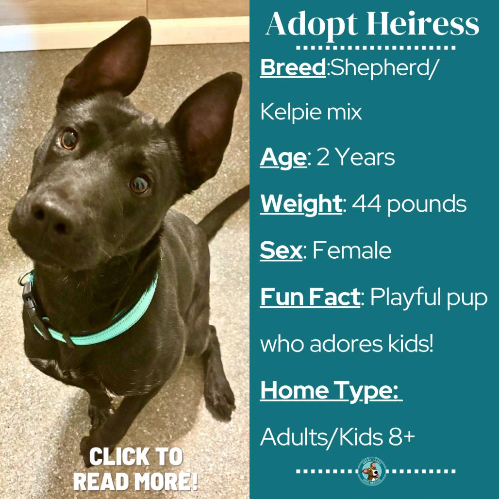 Enlarge Heiress, a Adoptable mixed breed in Metamora, MI image 2/6