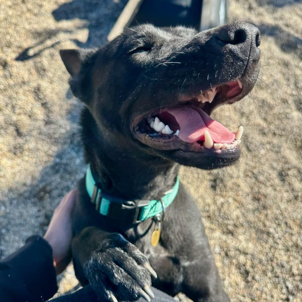 Enlarge Heiress, a Adoptable mixed breed in Metamora, MI image 3/6