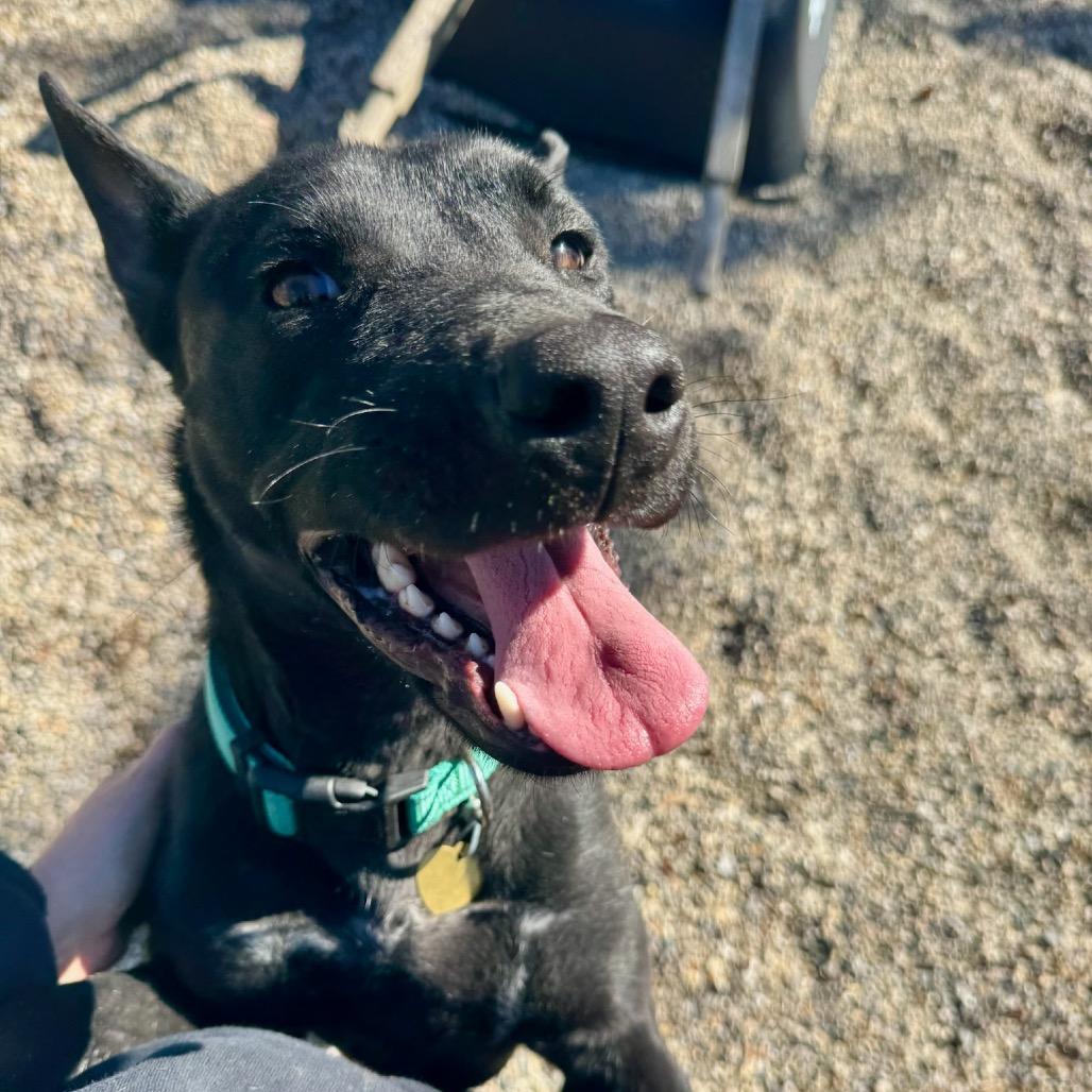 Enlarge Heiress, a Adoptable mixed breed in Metamora, MI image 4/6