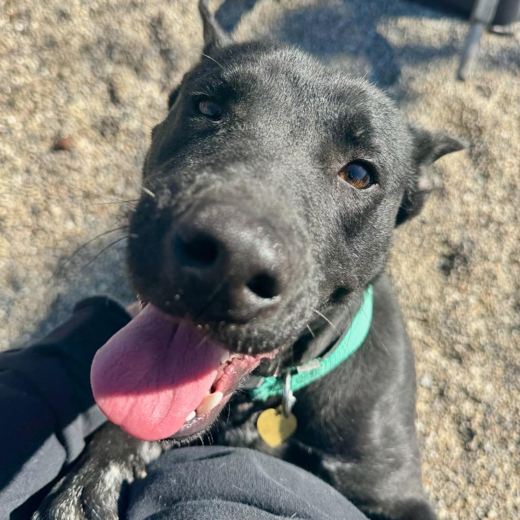 Enlarge Heiress, a Adoptable mixed breed in Metamora, MI image 5/6