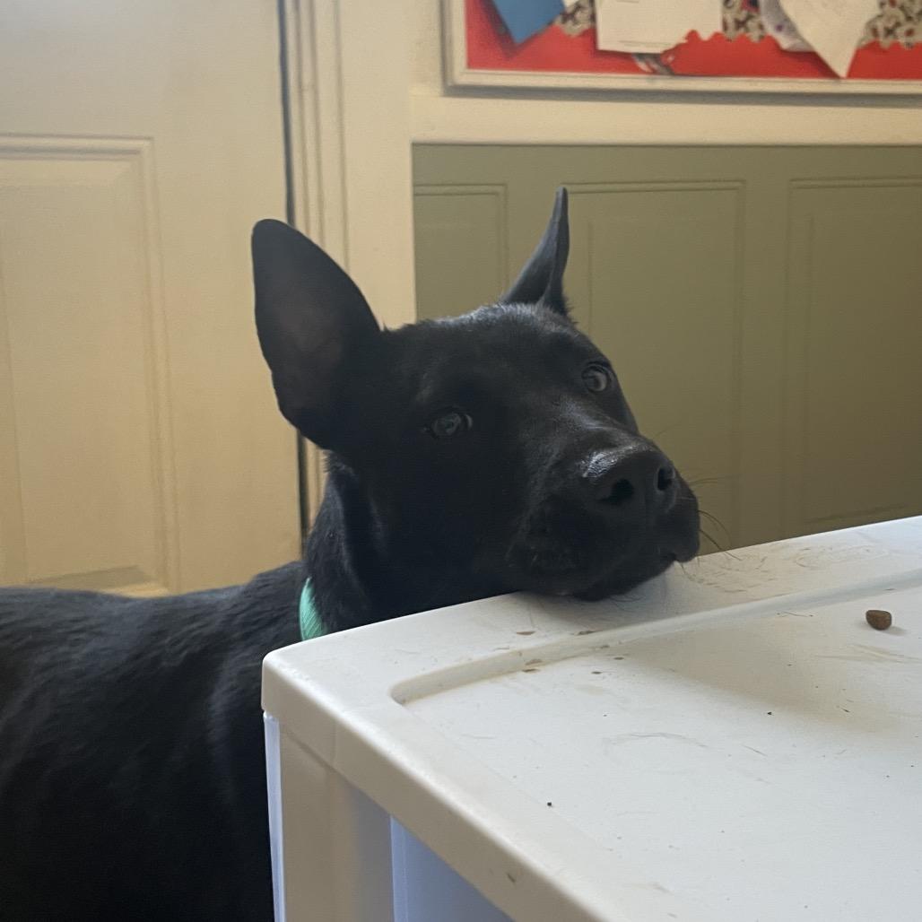 Enlarge Heiress, a Adoptable mixed breed in Metamora, MI image 6/6