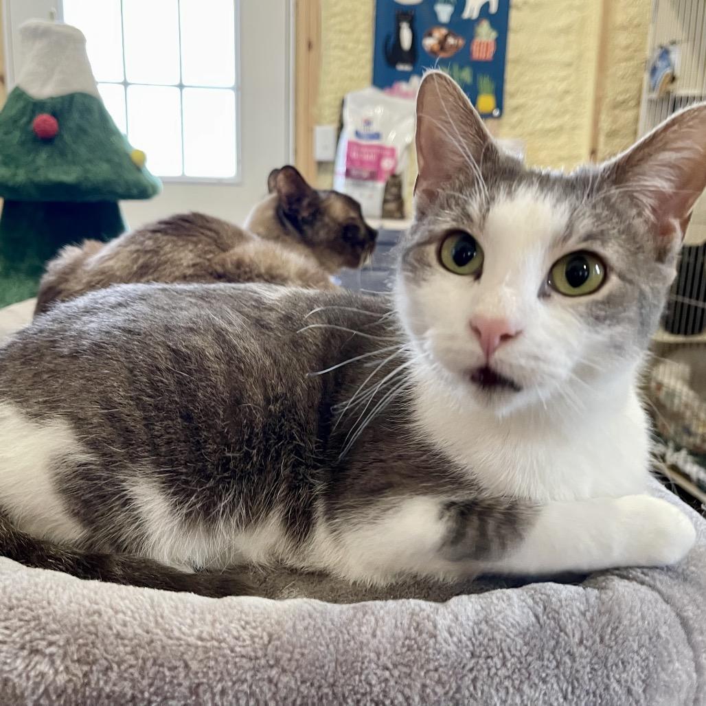 Enlarge Jelly Bean, a Adoptable Domestic Short Hair in Park Falls, WI image 1/3