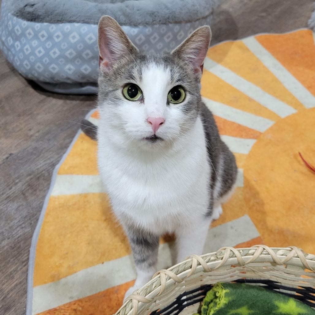 Enlarge Jelly Bean, a Adoptable Domestic Short Hair in Park Falls, WI image 1/2