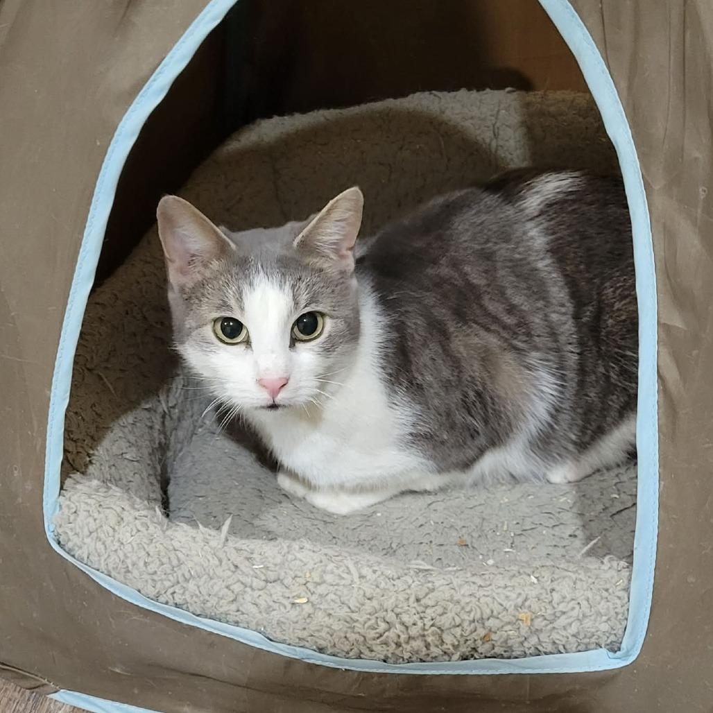 Enlarge Jelly Bean, a Adoptable Domestic Short Hair in Park Falls, WI image 2/2