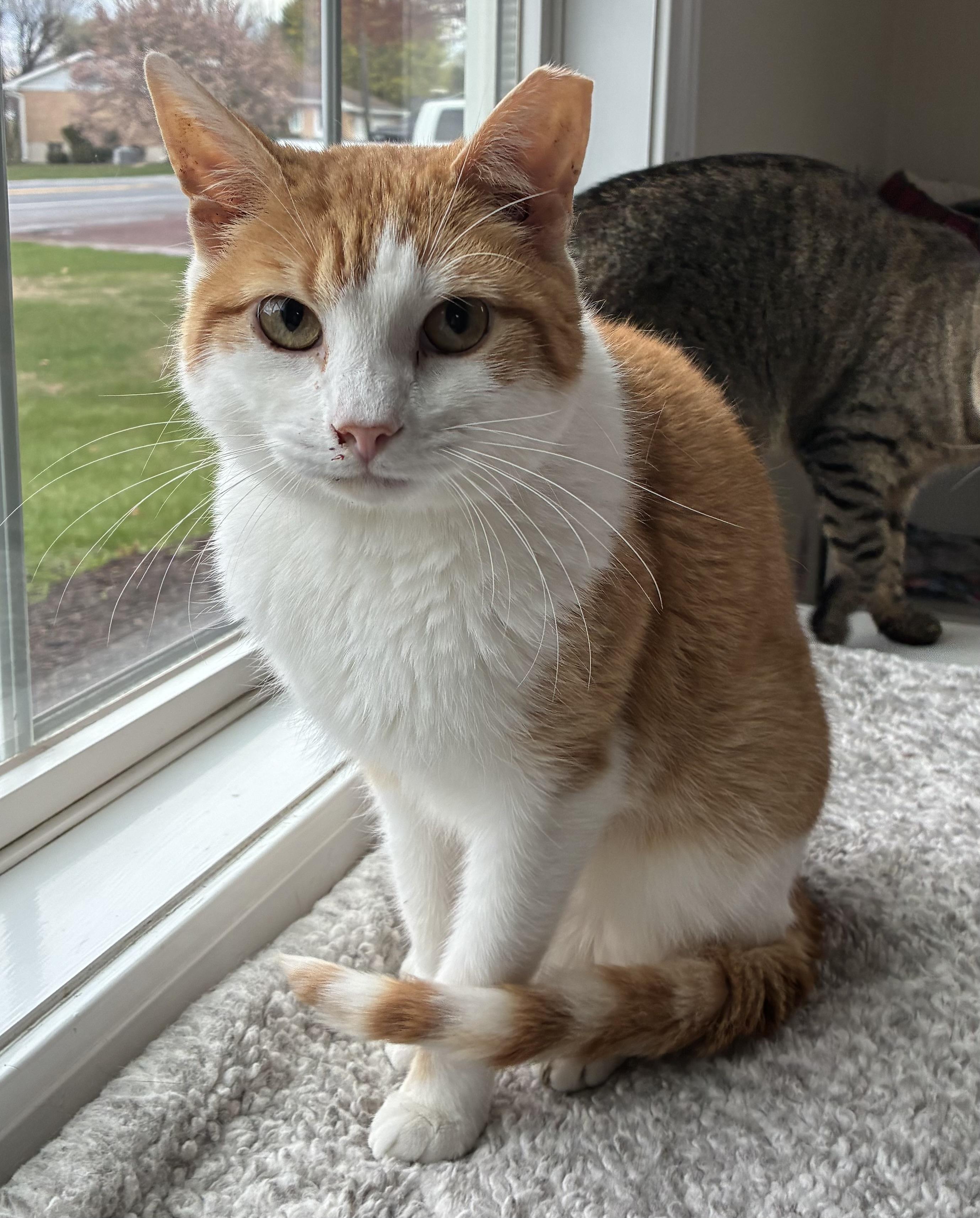 Papaya, Adoptable, Adult Male Domestic Short Hair.