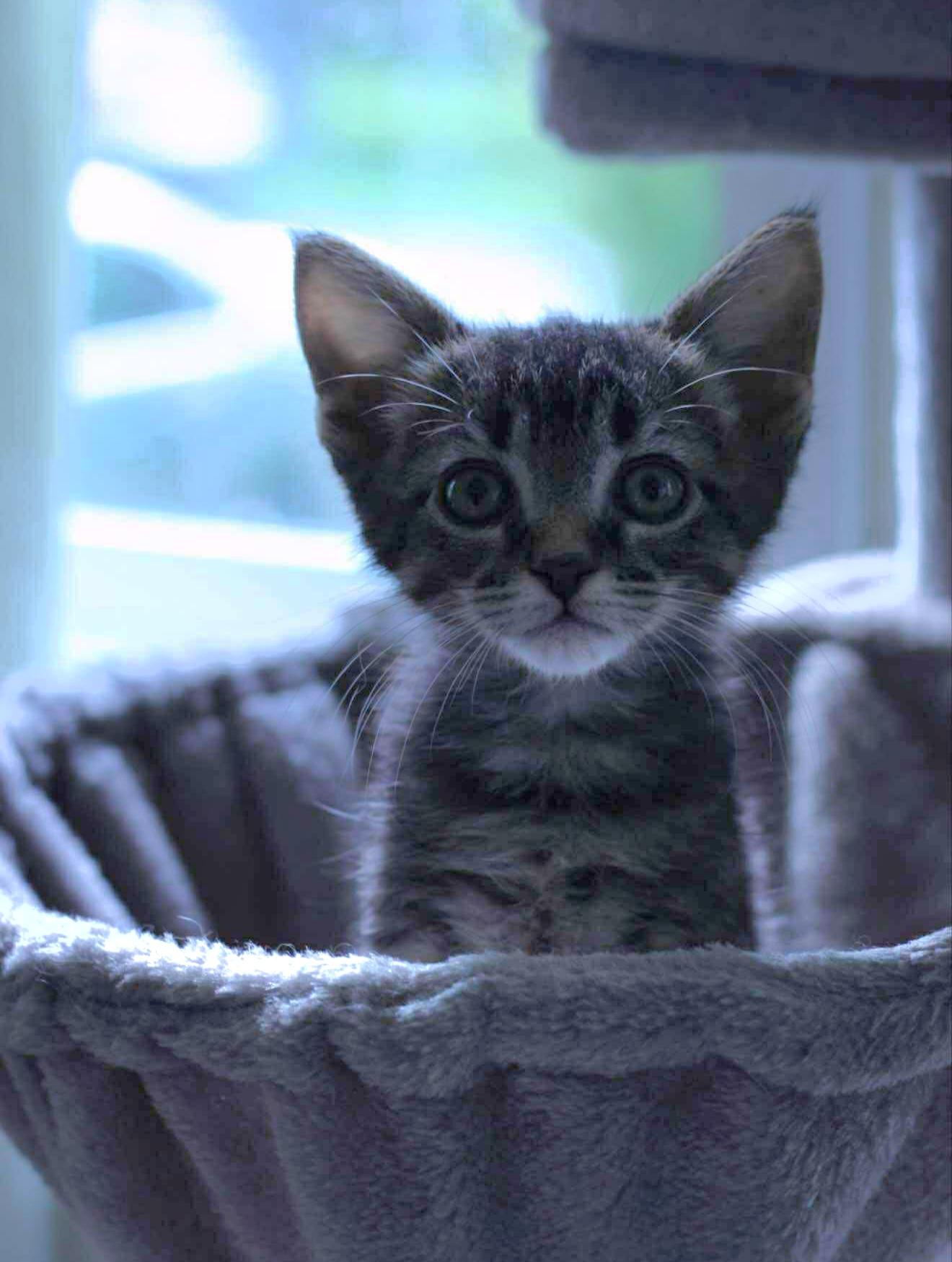 Peso - In Foster