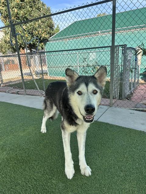 Enlarge HOWIE, a Adoptable Siberian Husky in Agoura, CA image 2/3