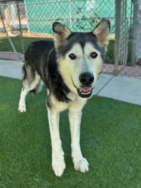 HOWIE, Adoptable, Senior Male Siberian Husky.
