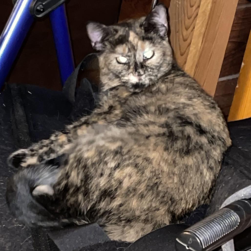 Enlarge Goldie, a Adoptable Domestic Short Hair in Aledo, TX image 1/1