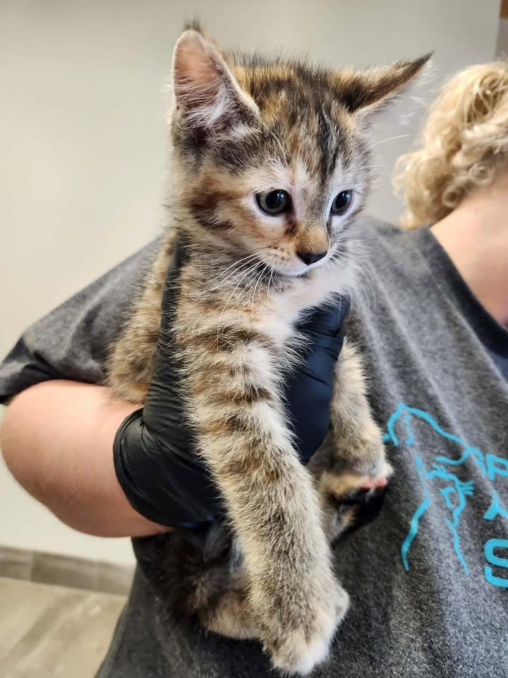 Oaklyn, Adopted, Kitten Female Domestic Short Hair.