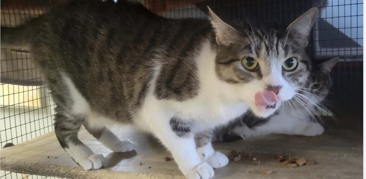 Alvin and Theo, ADOPTABLE, Adult Male Domestic Short Hair.