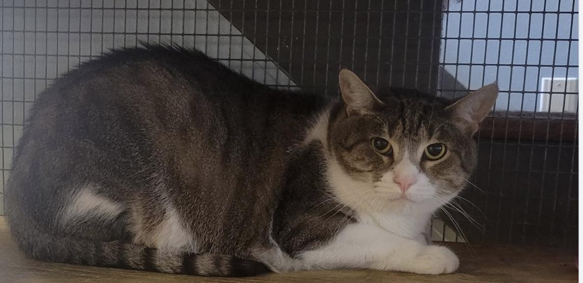 Enlarge Alvin and Theo, a ADOPTABLE Domestic Short Hair in Memphis, TN image 2/3