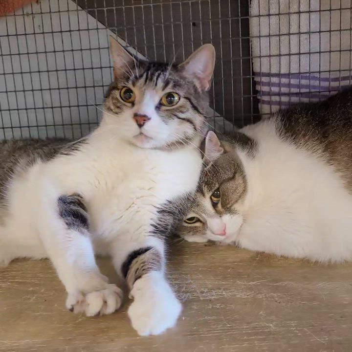 Enlarge Alvin and Theo, a ADOPTABLE Domestic Short Hair in Memphis, TN video 3/3