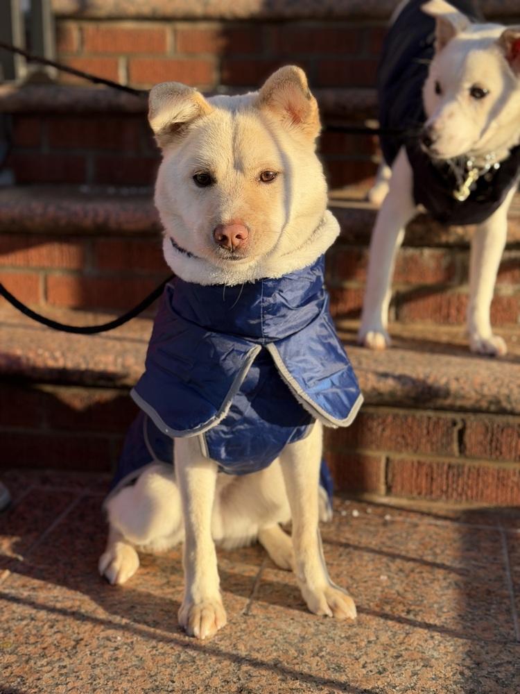 Soda, Adoptable, Young Male Jindo.
