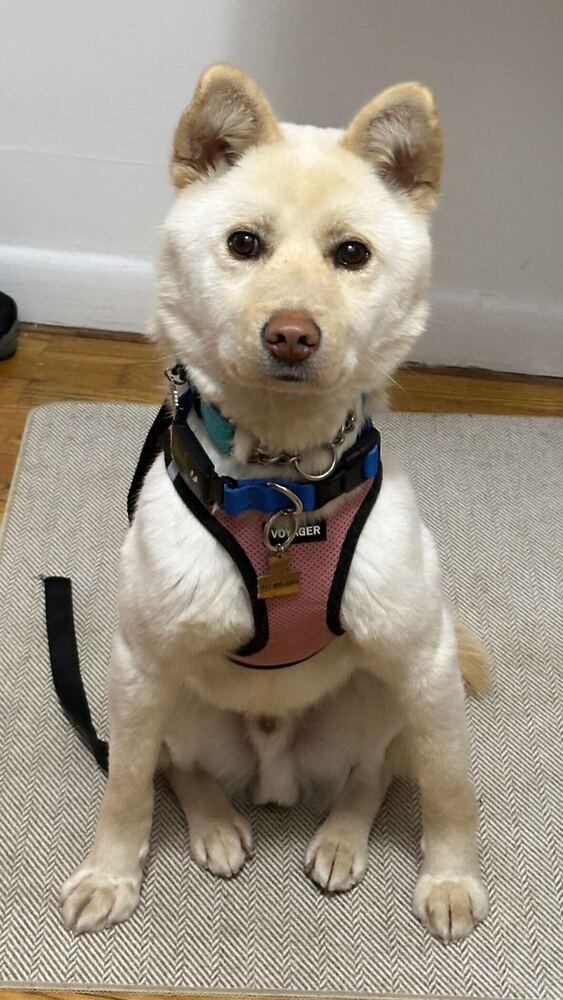 Soda, a Adoptable Jindo in Long Island City, NY image 2/6
