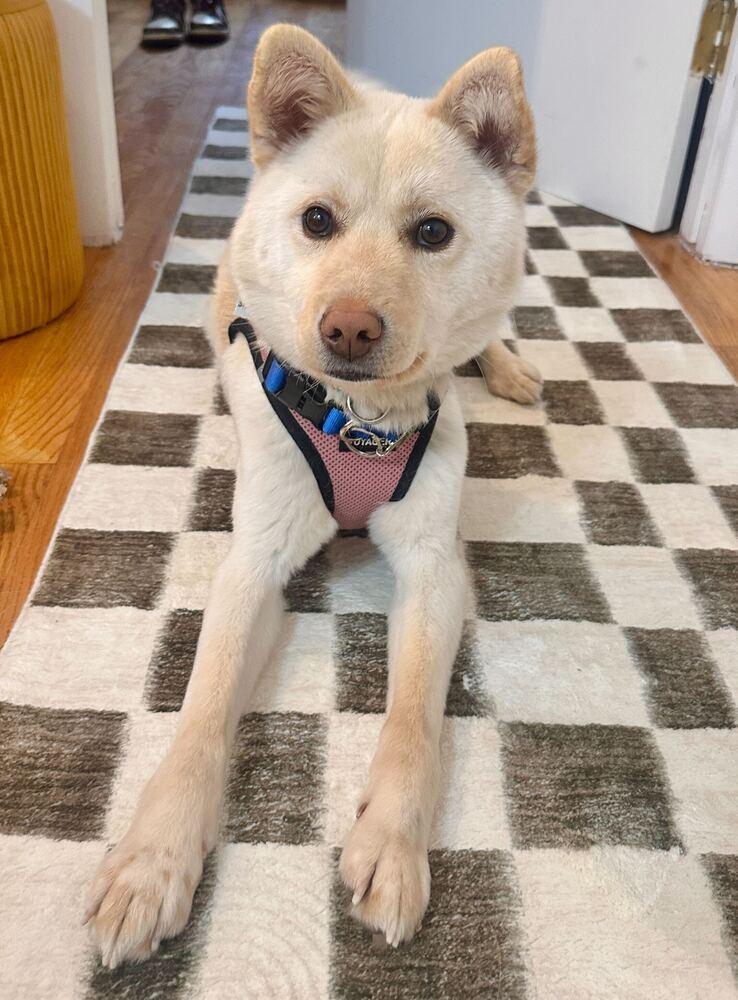 Soda, a Adoptable Jindo in Long Island City, NY image 4/6