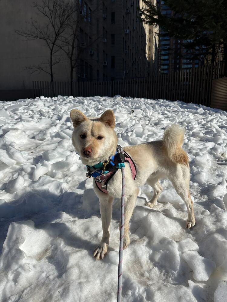 Soda, a Adoptable Jindo in Long Island City, NY image 5/6