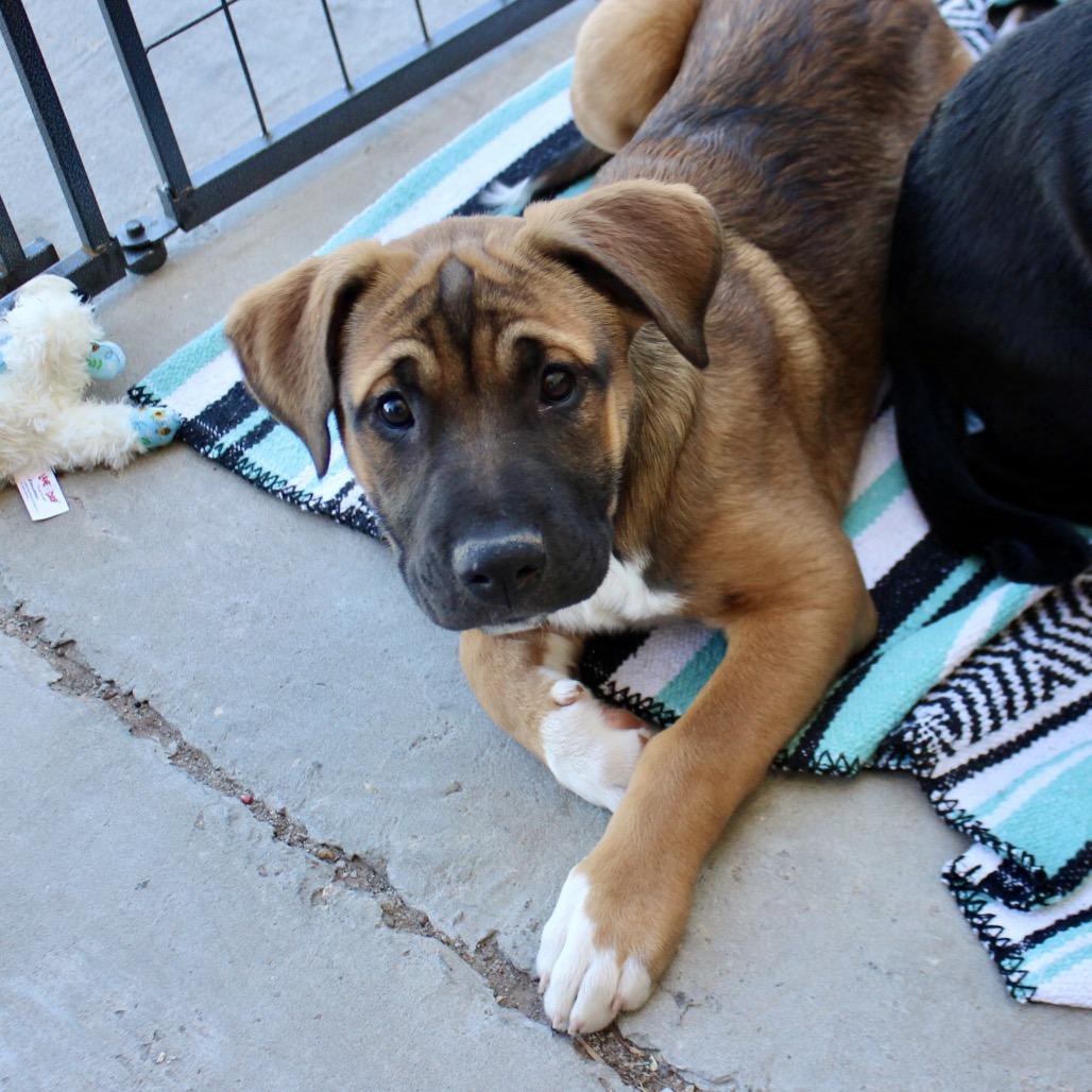 Athena, Adoptable, Puppy Female Labrador Retriever & Mixed Breed.