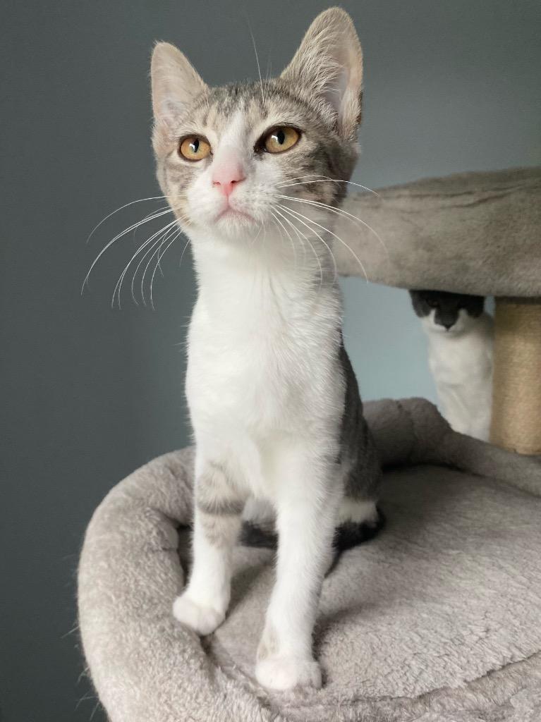 Enlarge Aimee-Leigh, a Adoptable mixed breed in Camp Hill, PA image 1/1