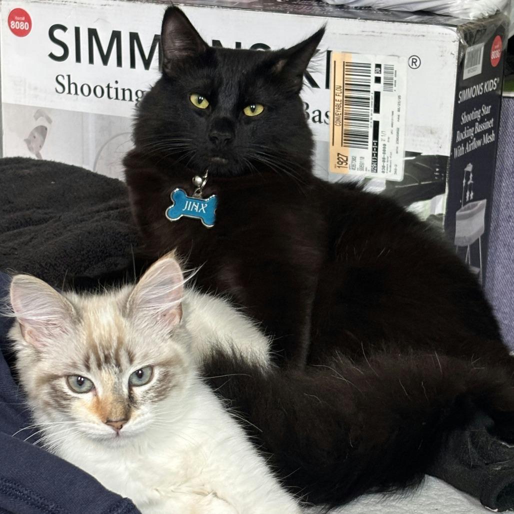 Jinx, Adoptable, Young Male Domestic Medium Hair.